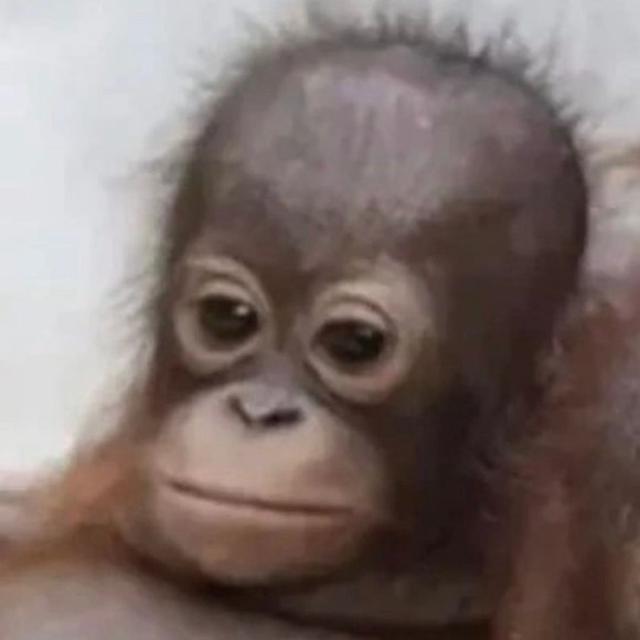 Monke - Picture 1 of 1